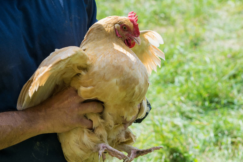 En flot sund høne bliver samlet op af sin ejer