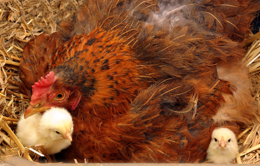 En hønemor passer godt på sine nyudklækkede kyllinger