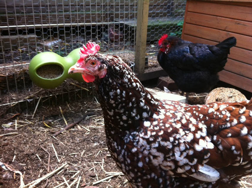 Cheryl Powlings porcelænsfarvede høns har besluttet sig for, hvem der bestemmer