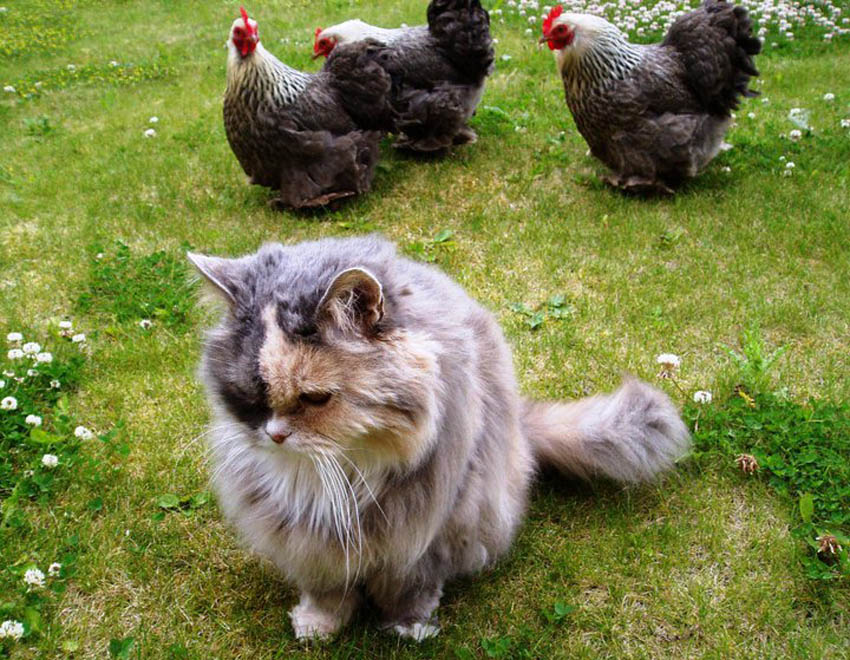 Clair Scotts kat Lucy kommer utrolig godt ud af det med hendes dværg kochin høns