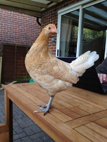 Denise Howarths dejlige poserende Chamois Frisen høne ved navn Lolly