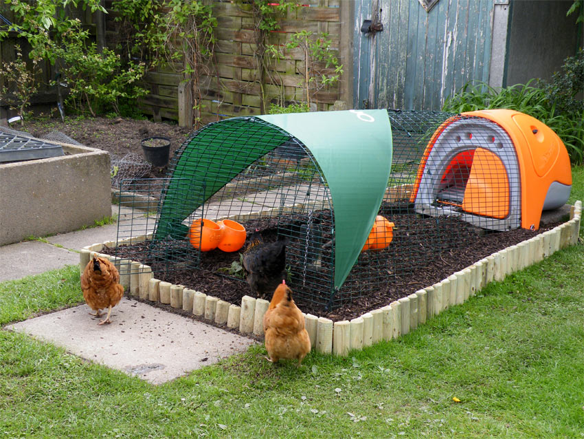 Vores høns bydes velkommen i deres nye orange Eglu Classic hønsehus