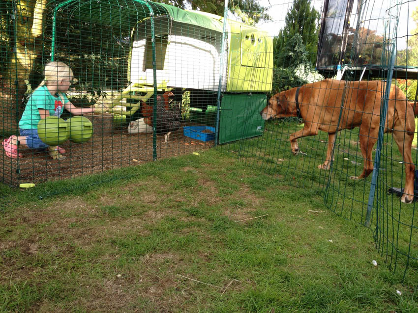 Lucy Milnes store, smukke hund siger goddag til hendes glade høns i deres Eglu Cube