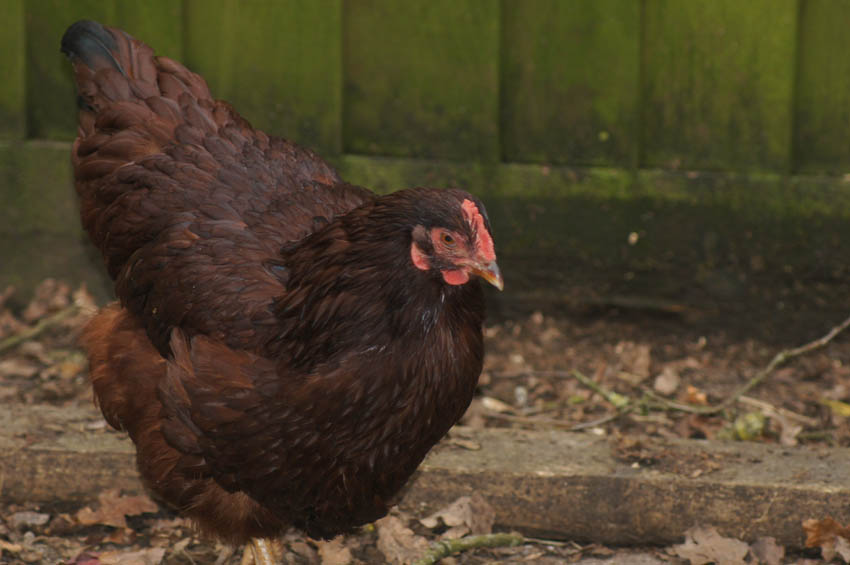 Lynn Beasley’s smukke lille Rhode Island Red høne ved navn Liberty