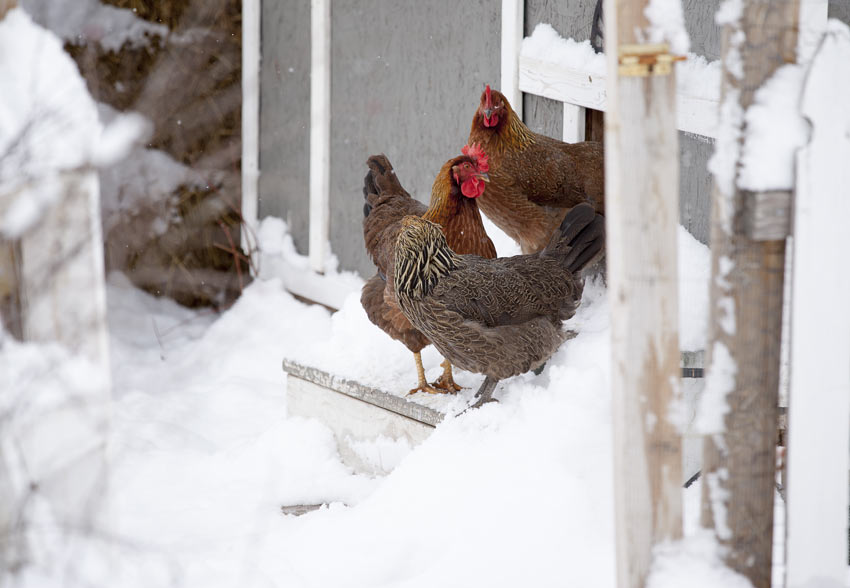 Tre høns våger sig udenfor og henover sneen