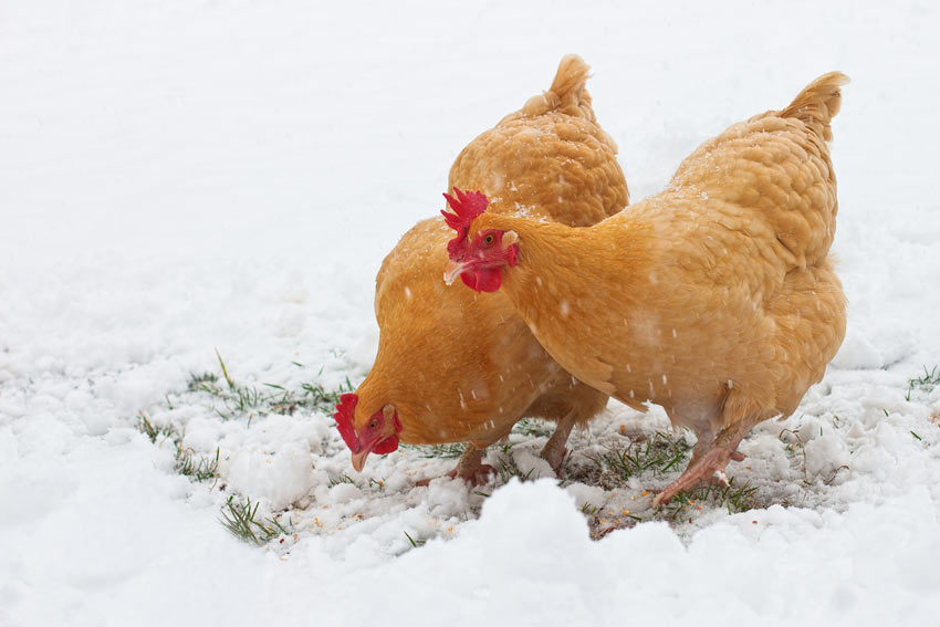To flotte høns med smukke røde kamme i sneen