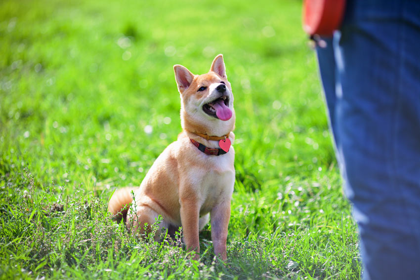 En hund lærer at sidde