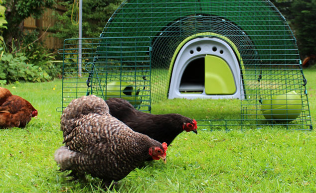 Et grønt Eglu Classic hønsehus ser flot ud i haven og dine høns vil virkelig elske det!