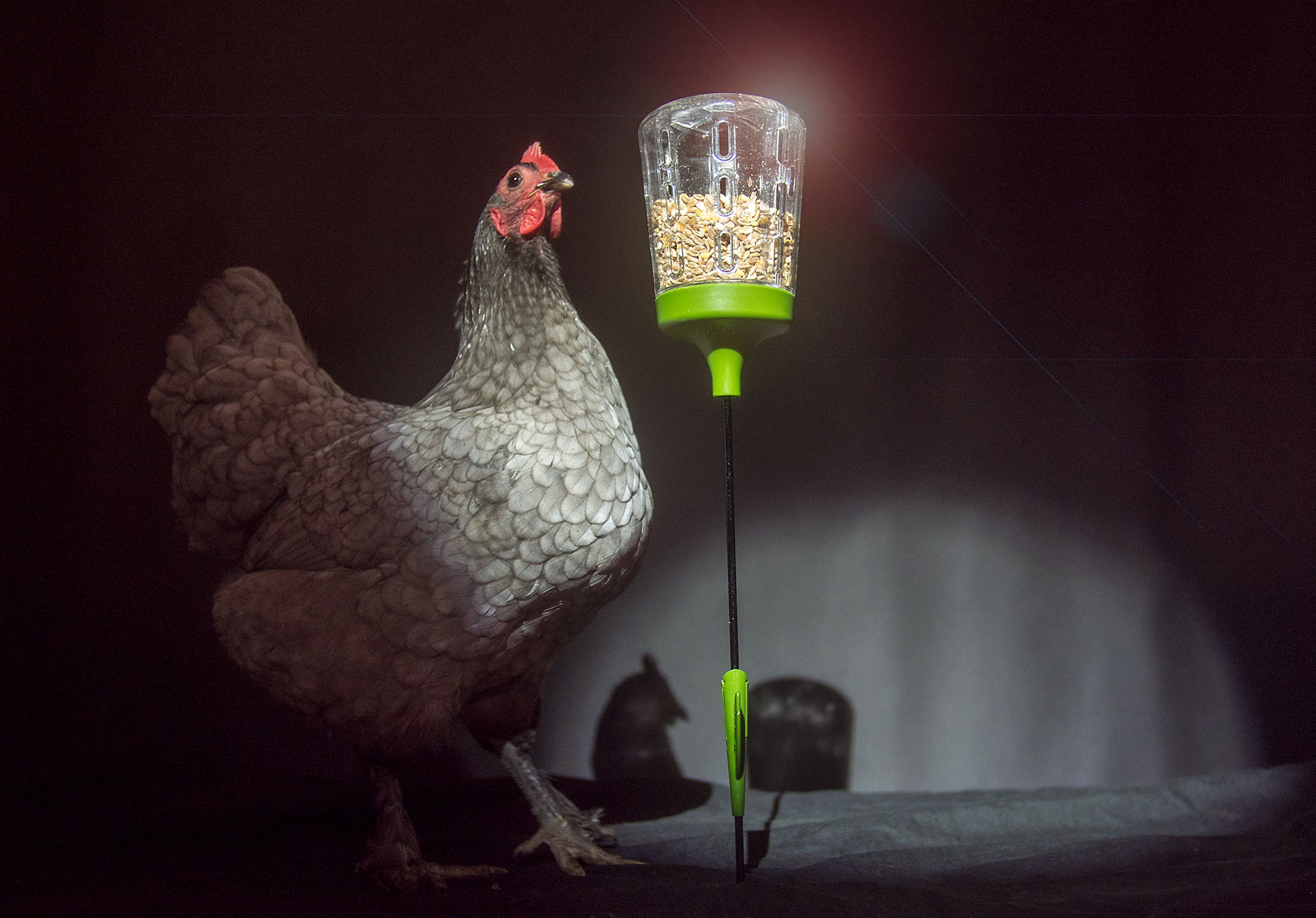 Høns leger med en Poppy Peck Toy godbid dispenser