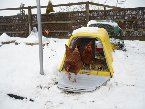 En gul Eglu Go holder hønsene lune, tørre og godt tilpas i snevejr