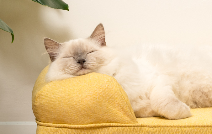 Kat hviler fredeligt i sengen med støttende pude