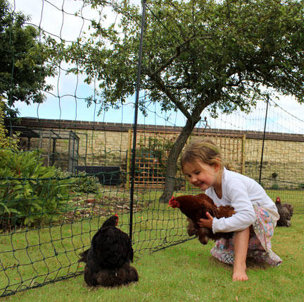 Børn elsker at møde deres nye hønsevenner for første gang