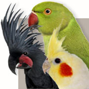Information om fugle