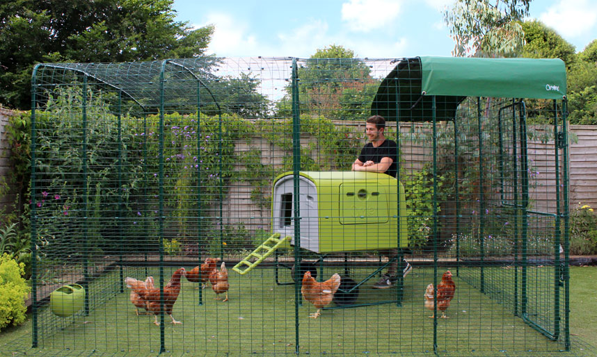 Walk-in hønsegården er det sikreste sted for dine høns