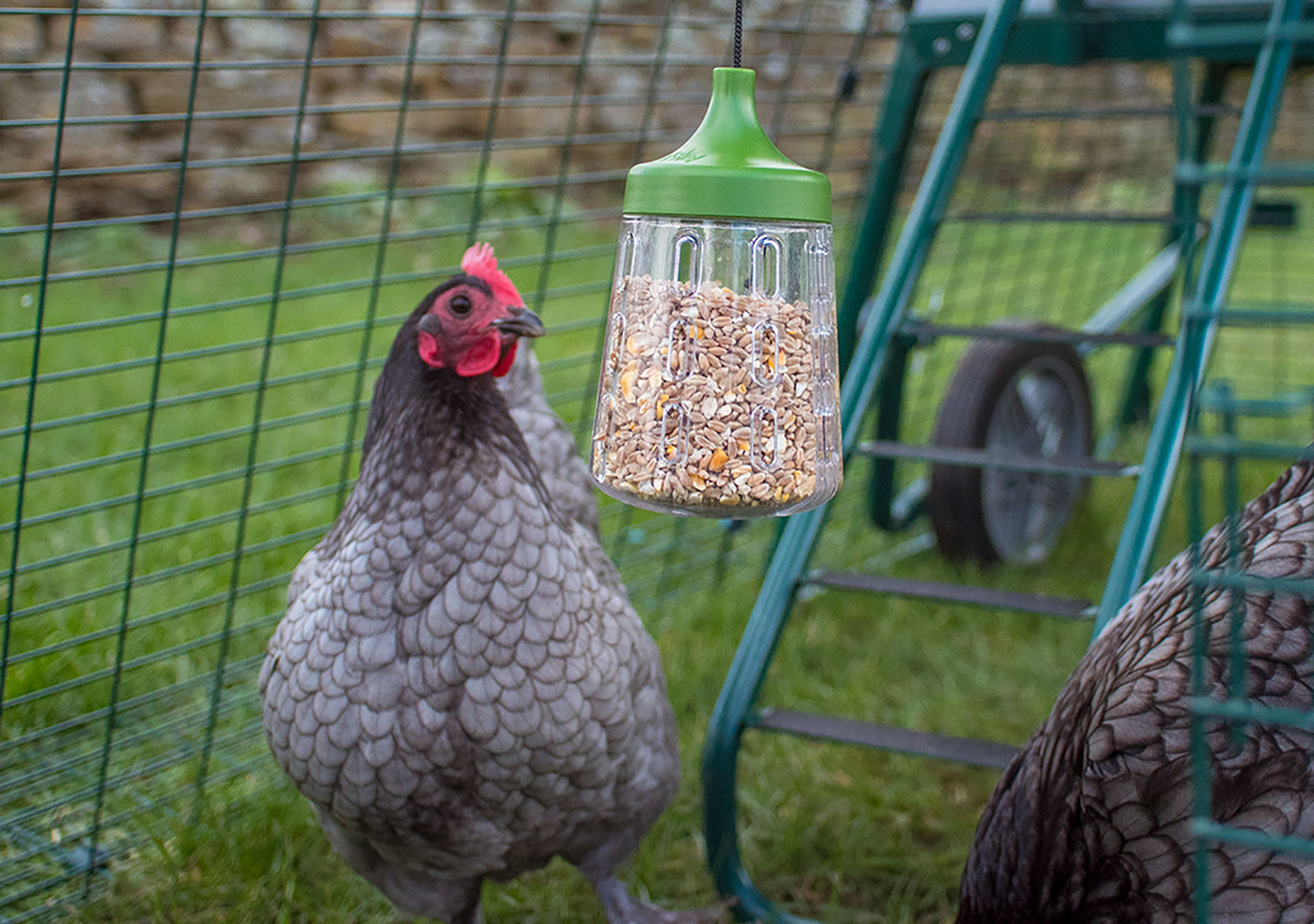 Peck Toy får dine høns' godbidder til at vare længere