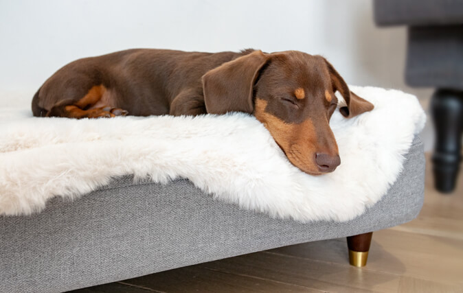 Forkæl din hunde med en ny topmadras til deres unikke, stilfulde seng