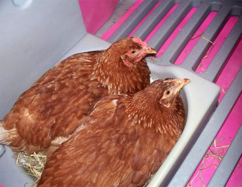 To høner ligger på æg i et Eglu Classic hønsehus.