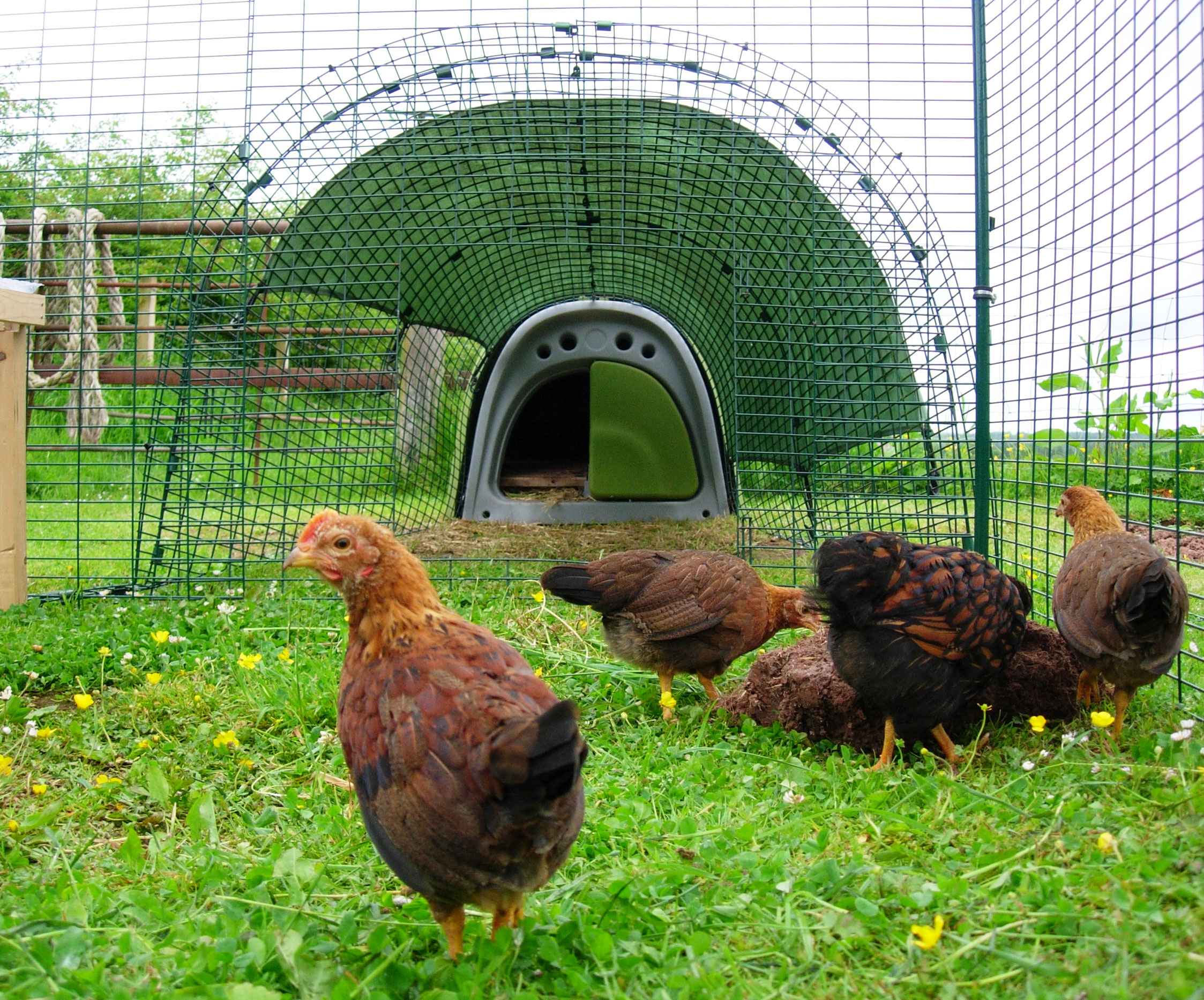 Hønsene elsker at blive lukket ud, så de kan gå frit rundt i haven, men de ved også, at de skal tilbage til huset om natten