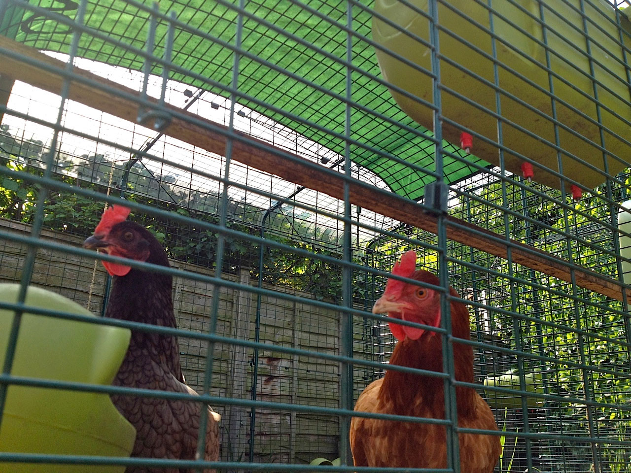 Davids høns sætter pris på deres walk-in hønsegård i efterårsmånederne