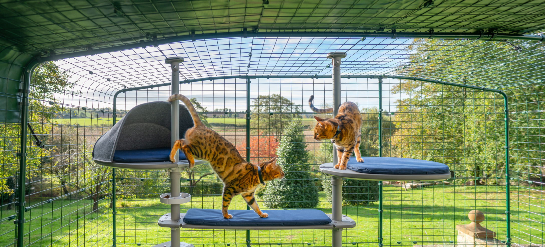 Katte, der klatrer i udendørs Freestyle kattetræ i en kattegård i haven