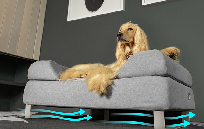 Hund, der ligger i Topology, hævet hundeseng med ben for at forbedre luftstrøm og hygiejne