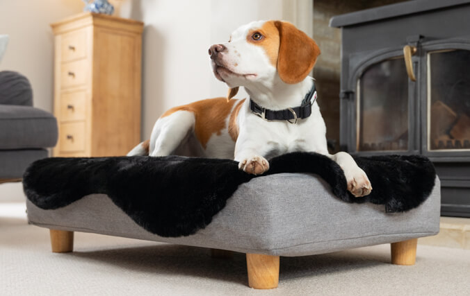 beagle i sin memoryskum topology hundeseng med blødt sort lammeskind topmadras og træben