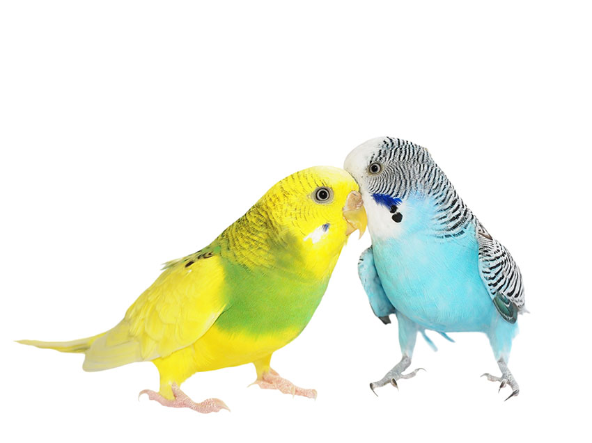 Hvad betyrder ordet budgerigar?