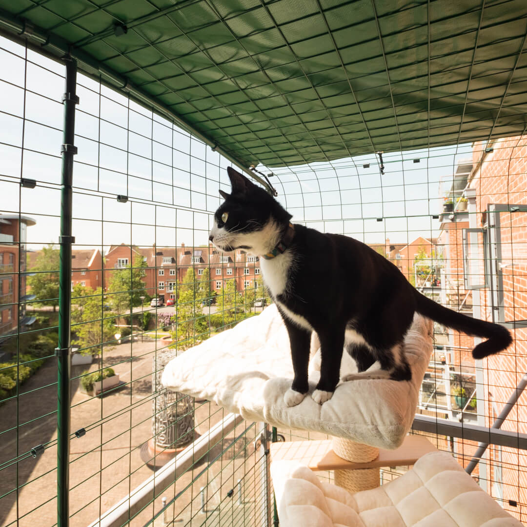 Kat slapper af inde i Omlets trygge katteindhegning til altan på et kattetræ