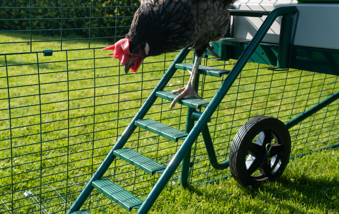 En høne går ned ad den nye og forbedrede Eglu Go UP stige med skridsikre trin