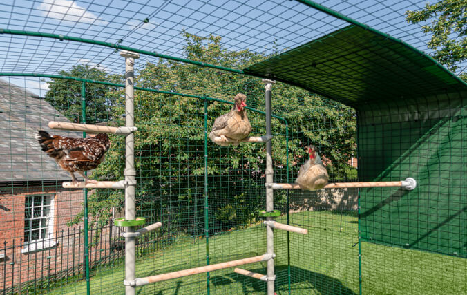 Høns, der leger inde i omlet, walk-in løbegård udstyret med PoleTree hønsetræssystemet