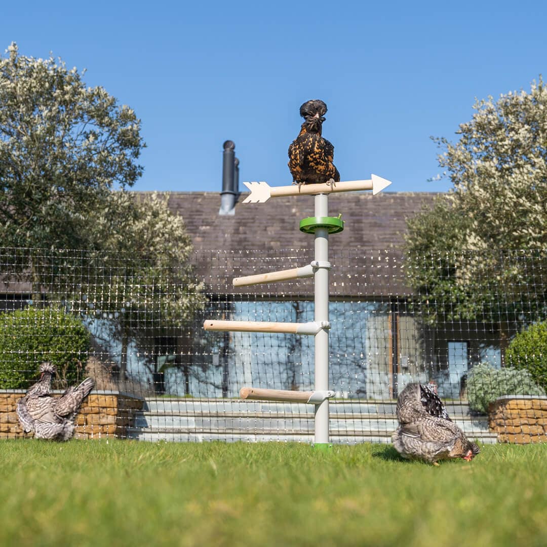 Hønseflok leger med hønselegetøj og siddepinde i det fritstående hønsetræ med siddepinde i haven