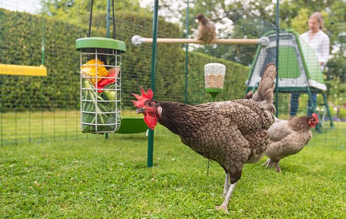 høns, der leger med caddi godbidsdispenseren og peck toy til høns inde i deres sikre walk-in hønsegård