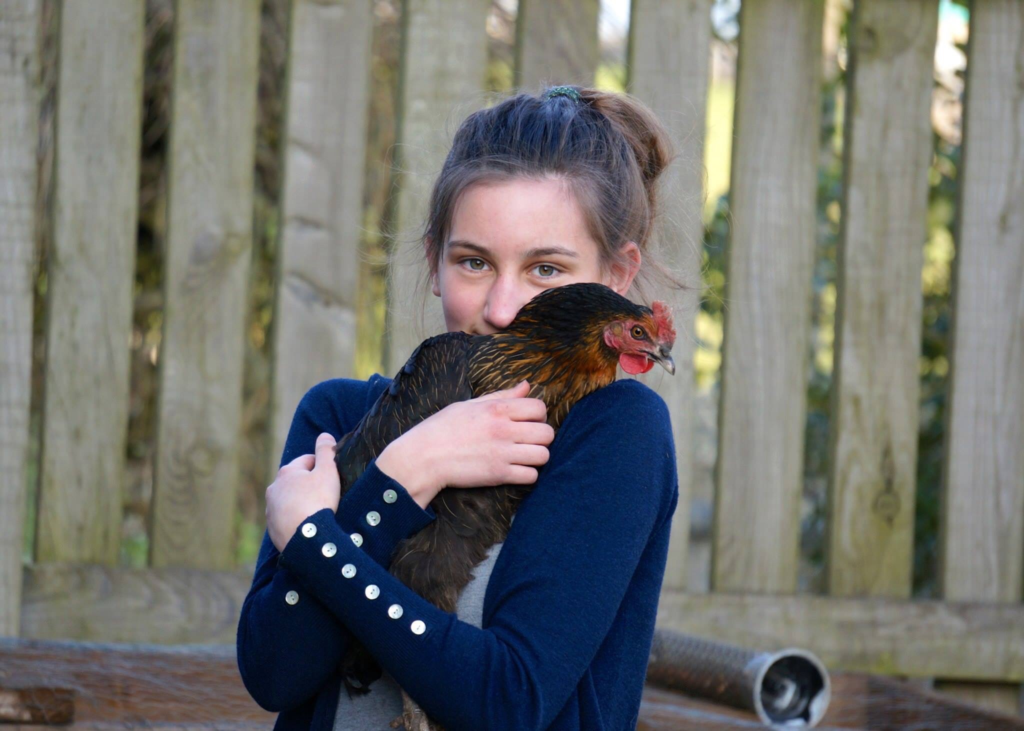 Amy Punchard har tæmmet sine dejlige høns ved at samle dem op regelmæssigt og give dem godbidder