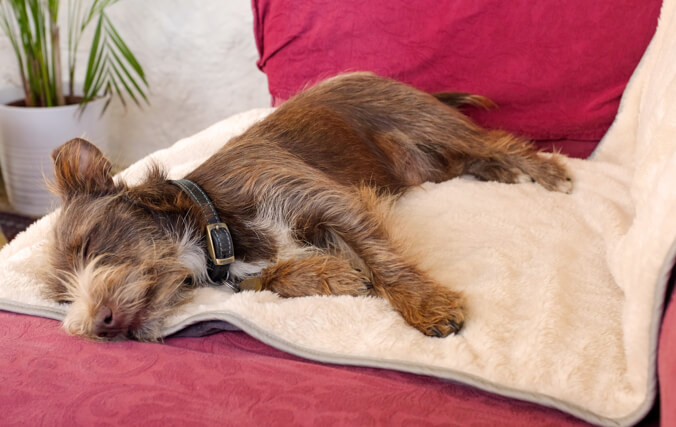 Lille hund sover i en sofa med et luksus blødt Omlet tæppe der beskytter møblet.
