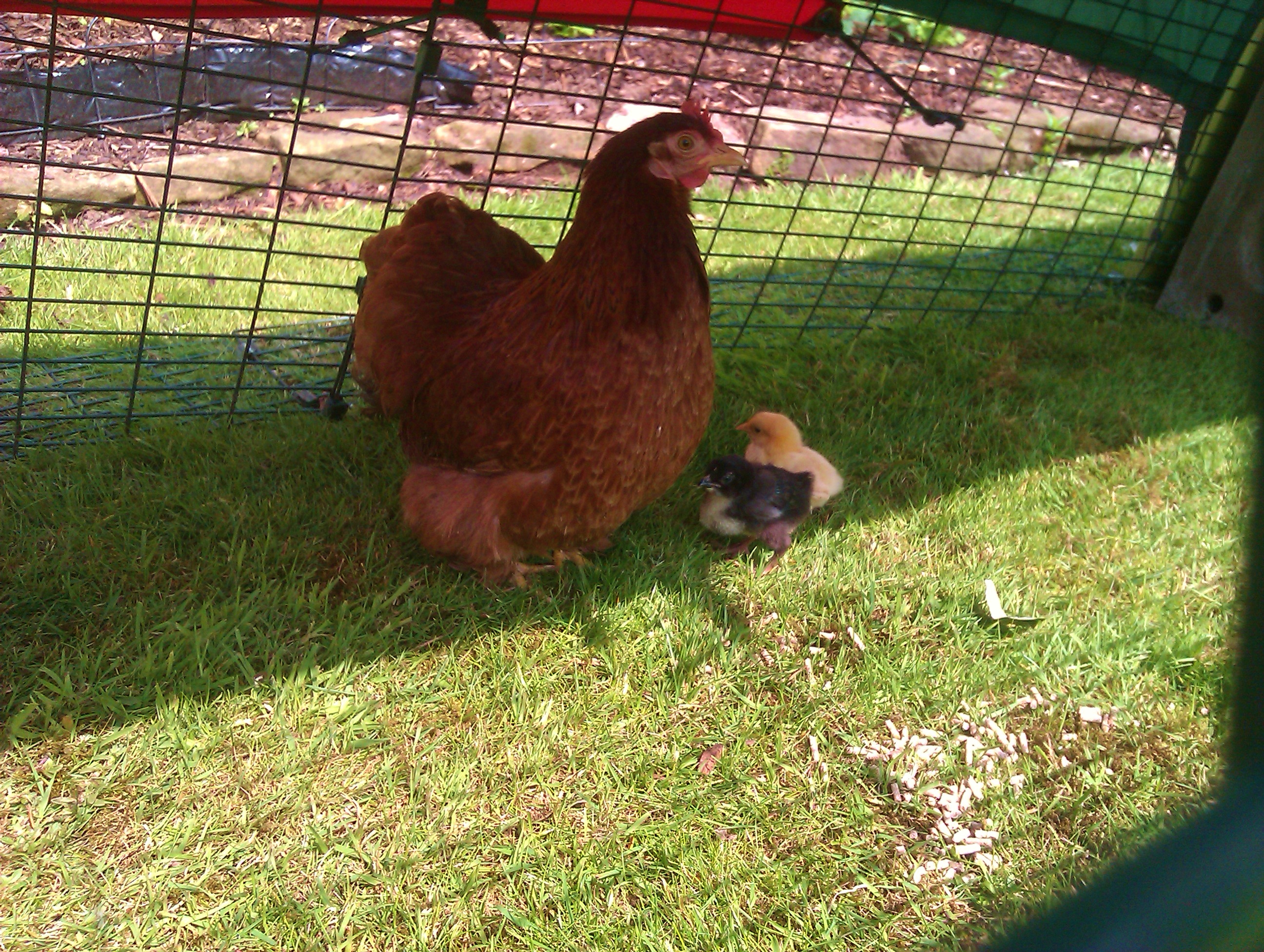 Lewis Wescotts skrukhøne passer nogle dejlige sunde kyllinger i sin Eglu Classic hønsegård