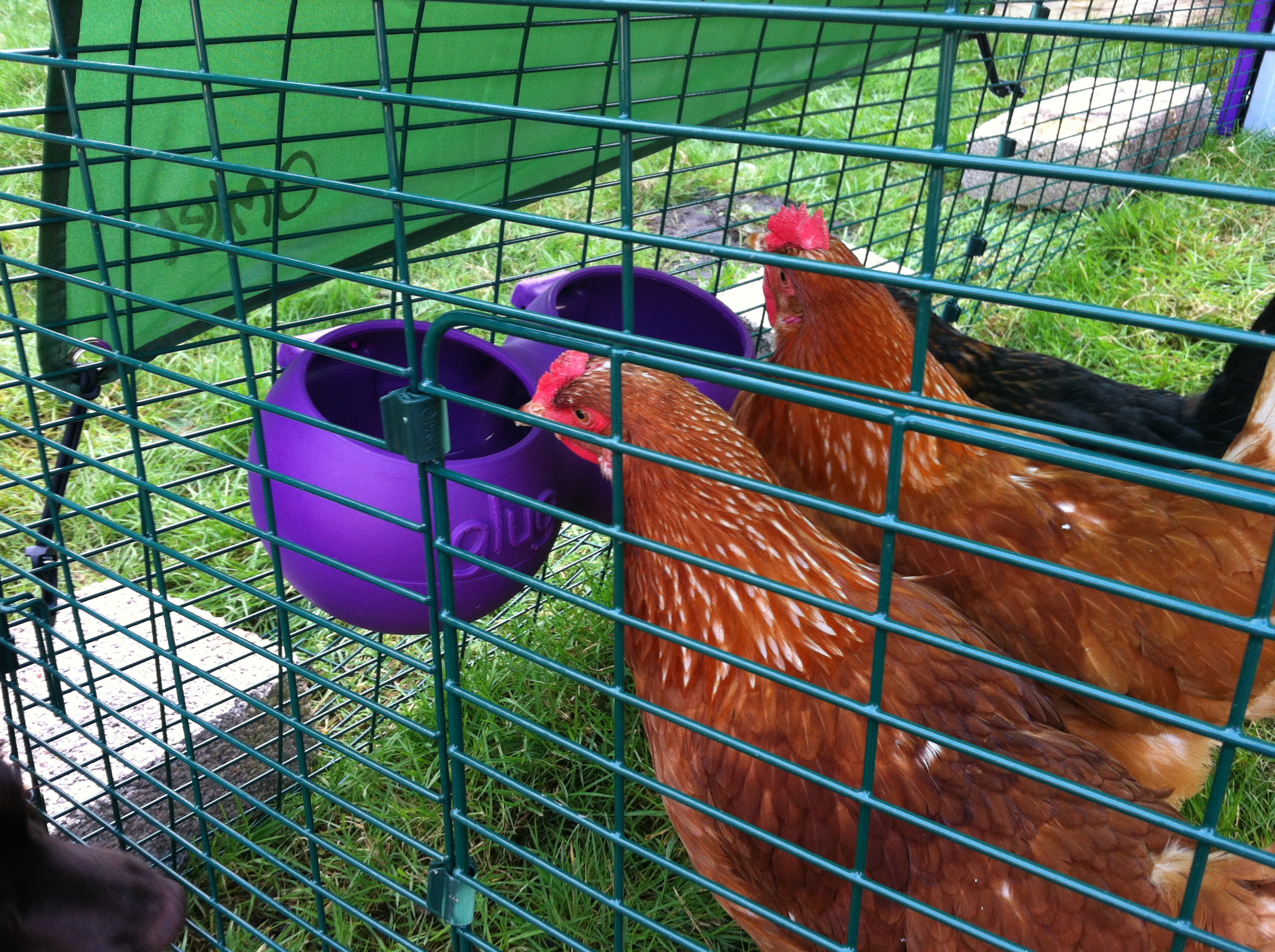 Katie Cheethams høns elsker at spise og drikke fra deres rene foder-/vandtrug fra Omlet
