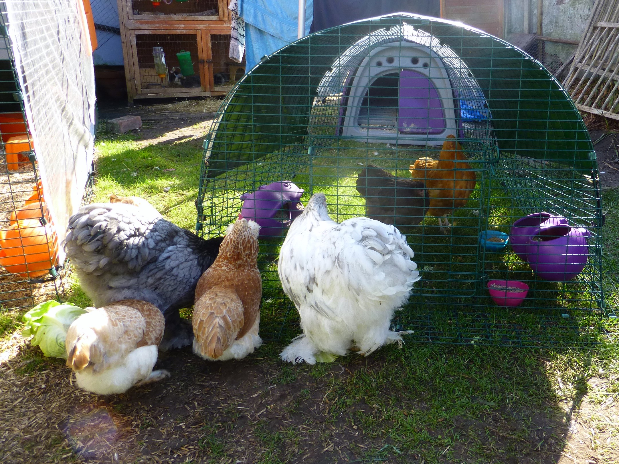 Helens høns bliver præsenteret for deres nye Orpington venner
