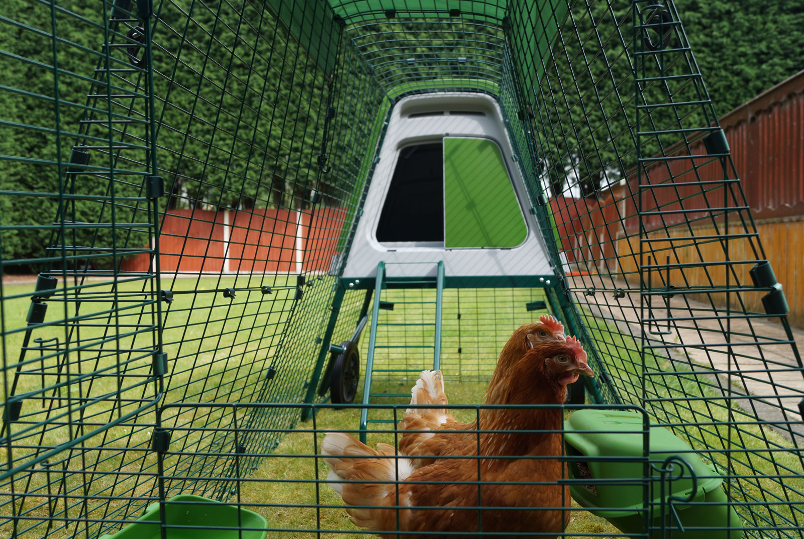 Stephanie Crofts to høner Daphne og Velma nyder deres Eglu Go UP med hønsegård