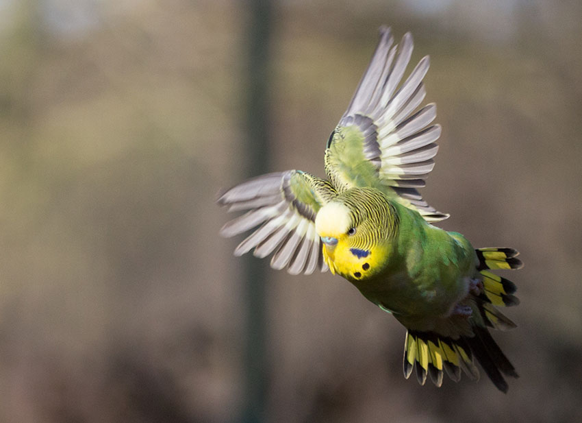 løssluppen undulat flyver