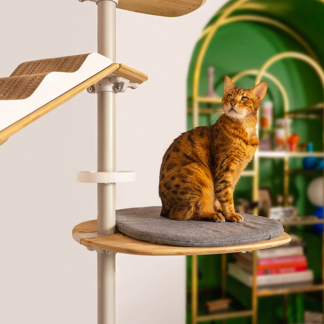 Kat slapper af i indendørs kattetårn gulv-til-loft kattetræ