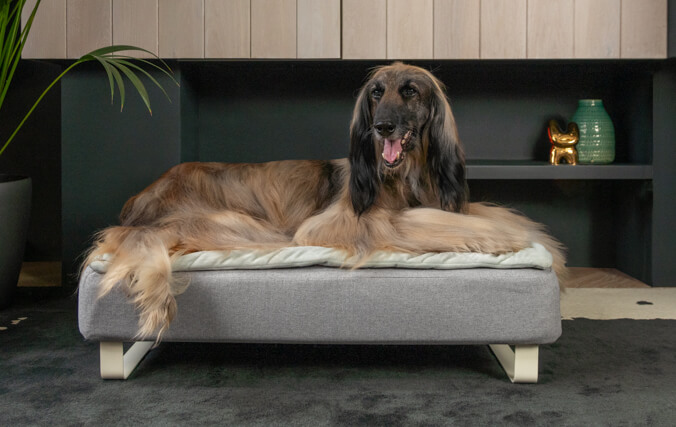 gammel greyhound der ligger i sin memoryskum topology hundeseng