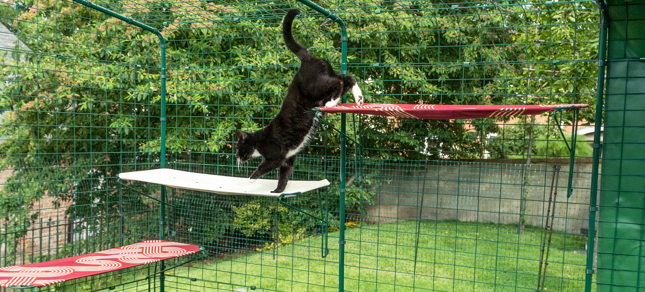 Kat, der klatrer på udendørs  Omlet stofkattehylder i en udendørs kattegård i haven