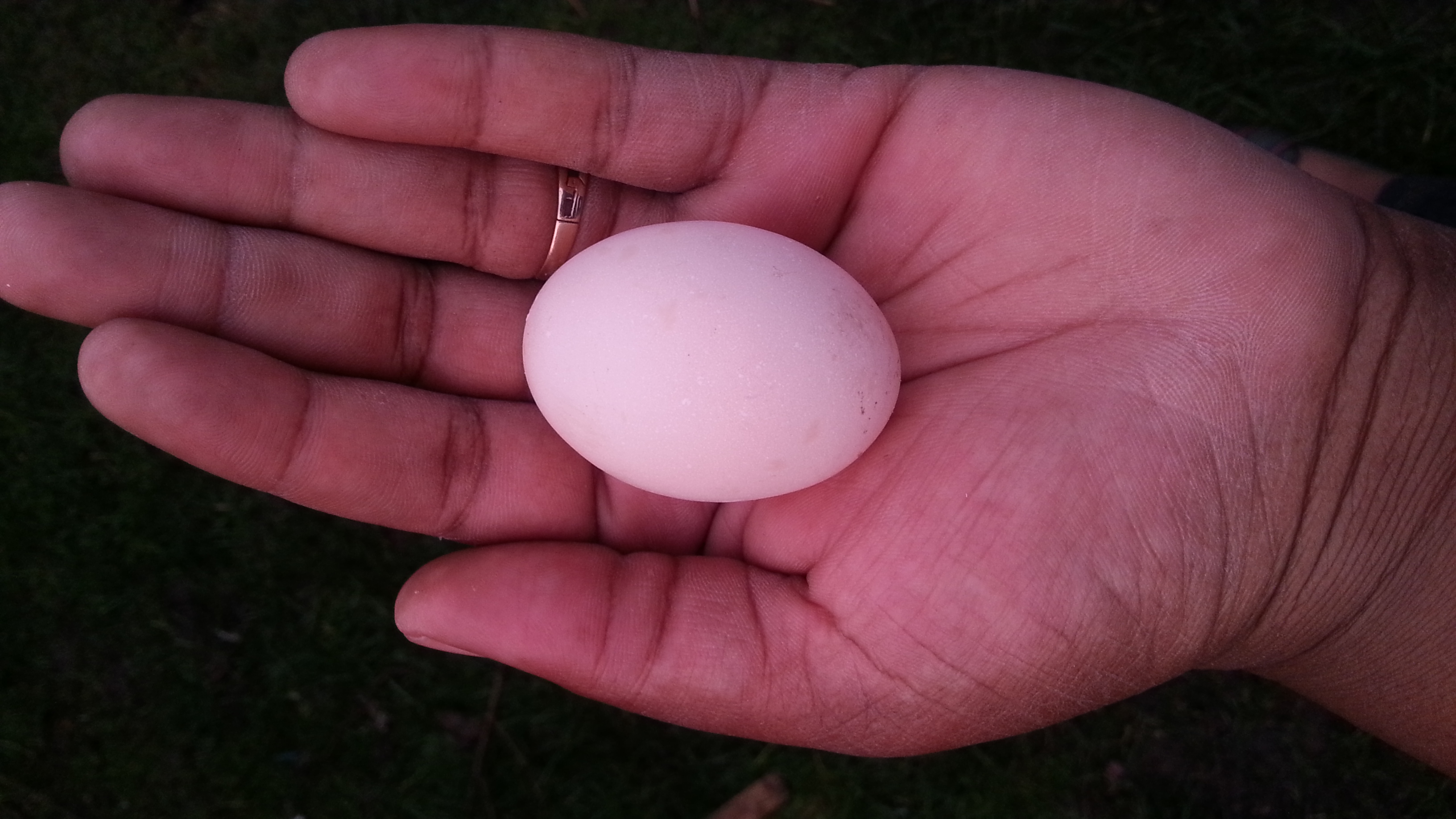 Nikkesha holder et af hendes dværghøns’ lækre lyserøde æg