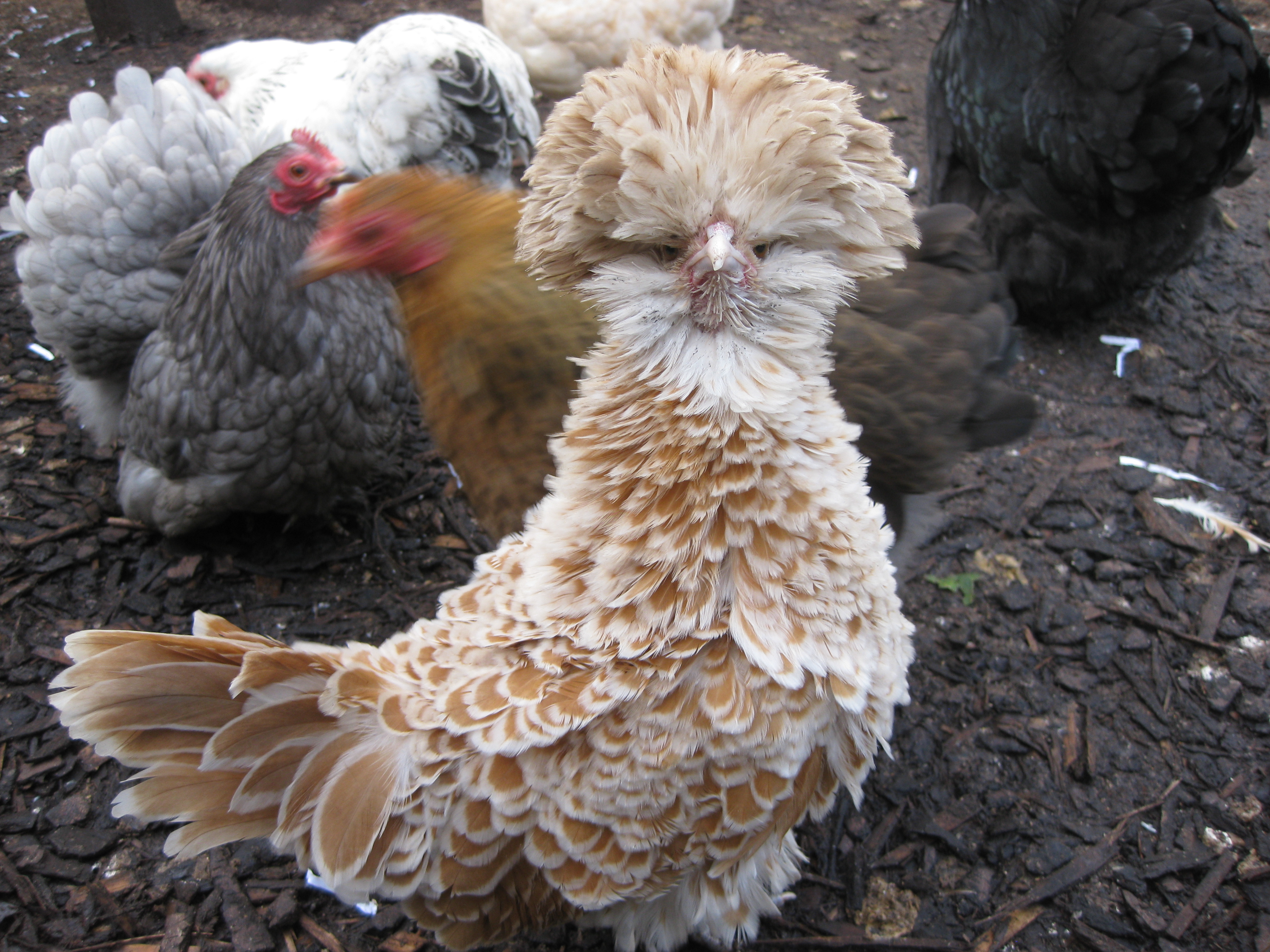 Stephen Wilsons fantastisk smukke Frizzle høne fremviser sine fjer