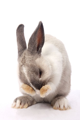 Begrænsninger Konsekvent Supplement Hvordan vasker kaniner sig selv? | Kanin hygiejne | Kaniner | Guide