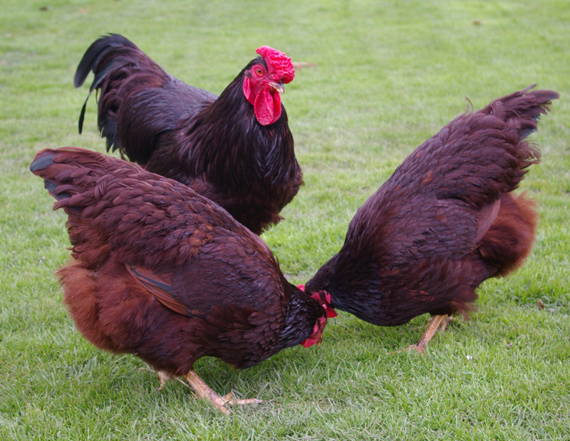 Toms smukke Rhode Island Red høns leder efter lækkerier i græsset