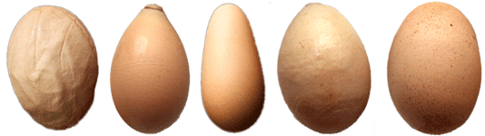Underlige æg