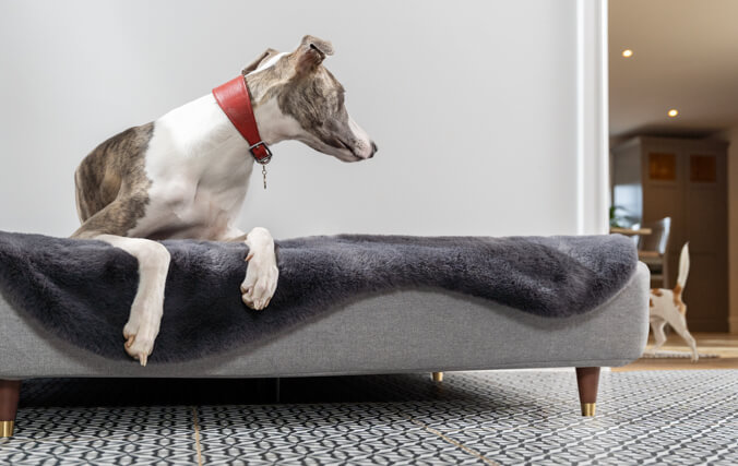 Greyhound, der ligger i sin luksus memoryskum Topology hundeseng, mens den kigger på en anden hund