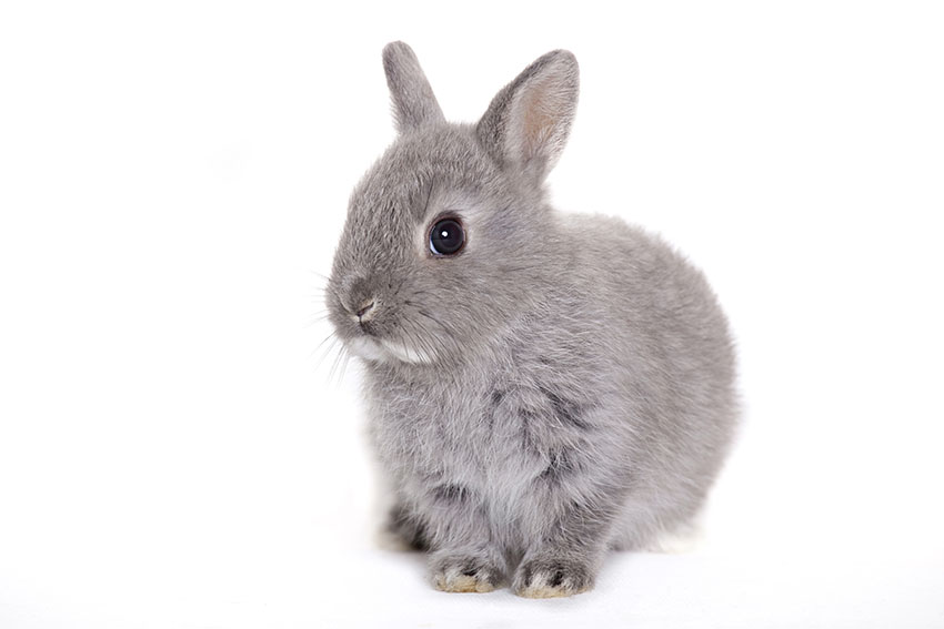 Hold din kanins negle i skak Pasning af kaniner | Kaniner | Guide