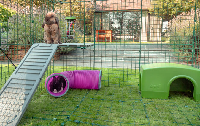 Kaniner vil føle sig sikre højt oppe og trygt beskyttede nedenunder